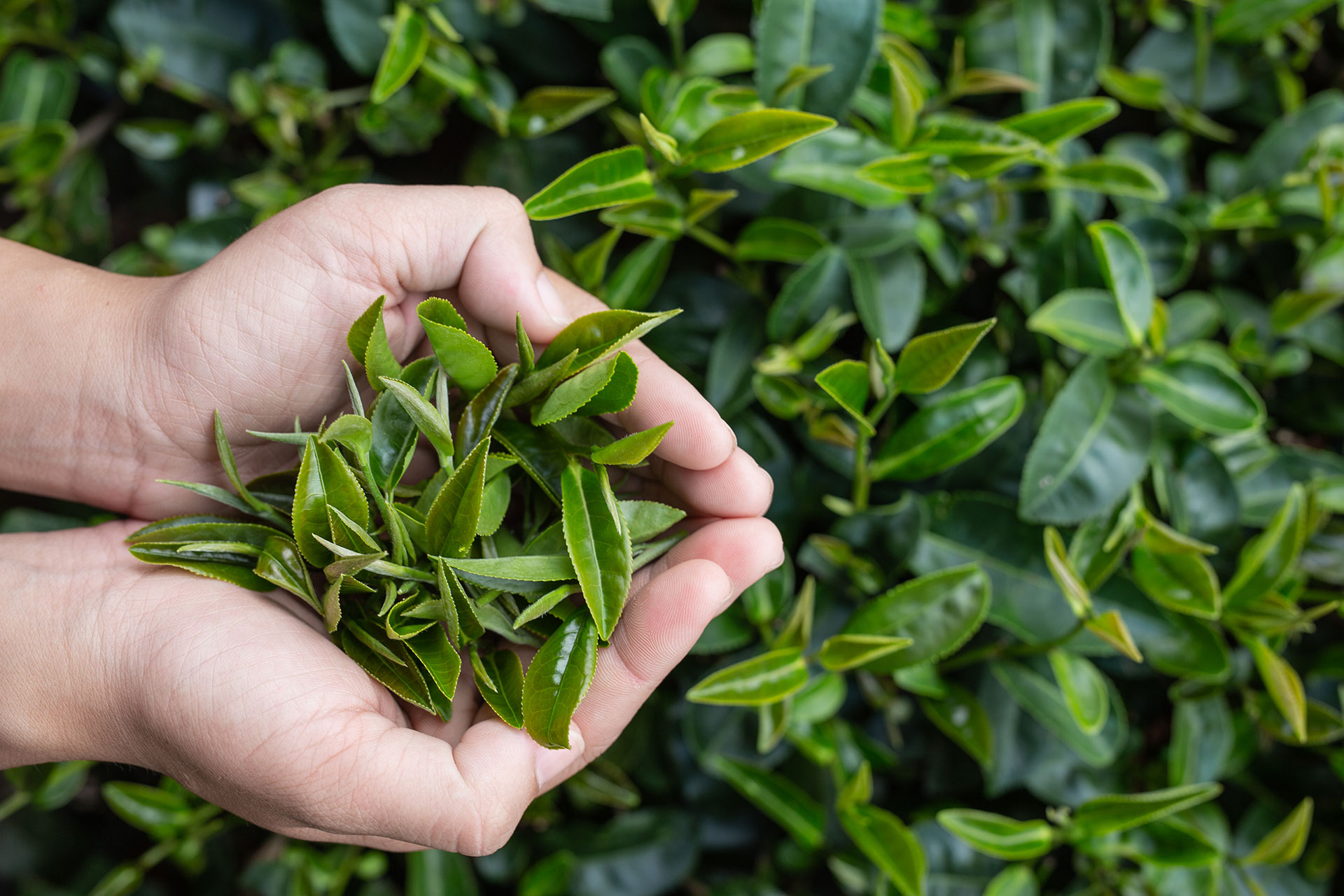 阿里山高山茶｜茶葉常見問題讓您深入了解高山茶，分辨烏龍茶、金